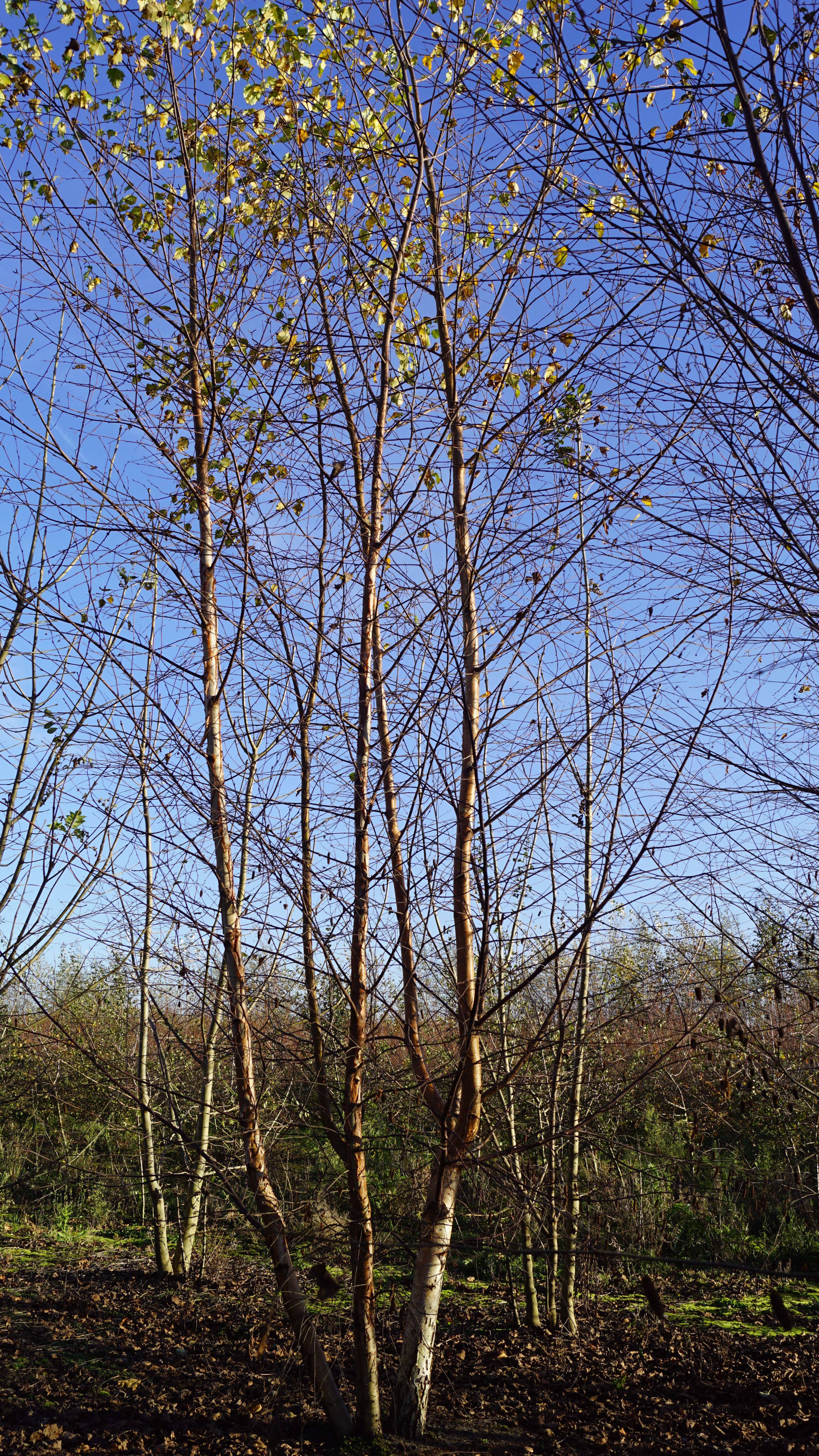 Betula pubescens (6)